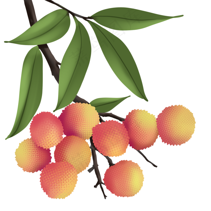 植物类水果荔枝手绘(2000X2000(DPI:300))psd模版下载