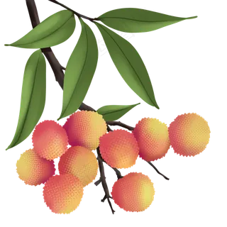 植物类水果荔枝手绘