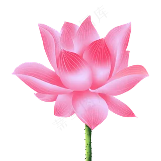 手绘花荷花元素分层国画中国风花 手绘花荷花元素分层国画中国风花