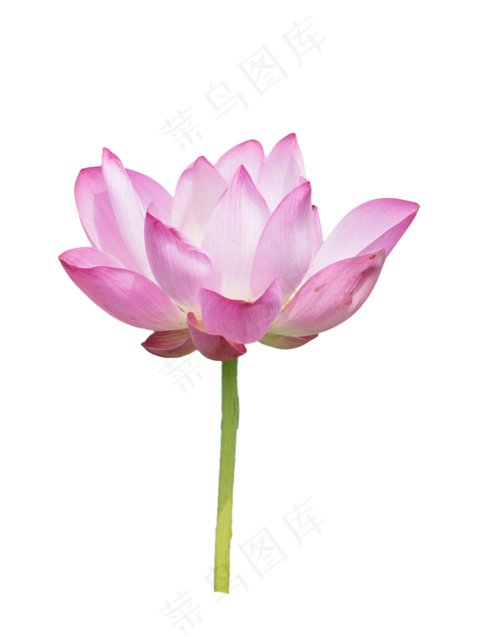 精美荷花实物(2000*2628px 300 dpi )
