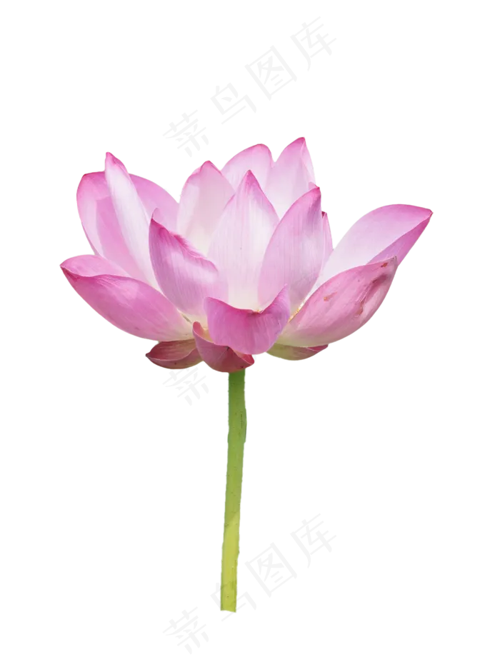 精美荷花实物(2000*2628px 300 dpi )