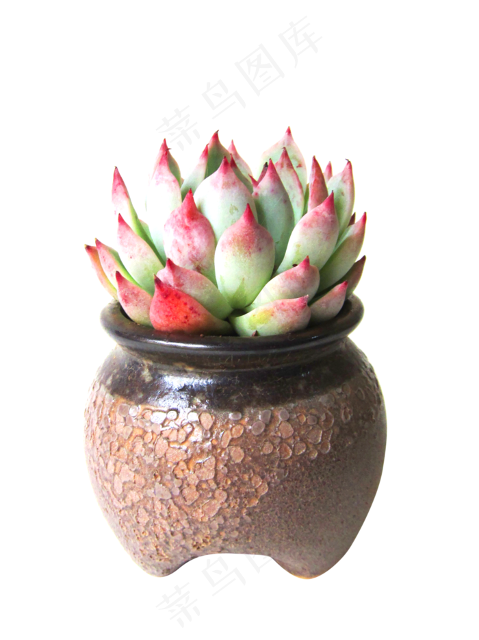 莲花多肉花瓶,免抠元素(3351*4469px 300 dpi )