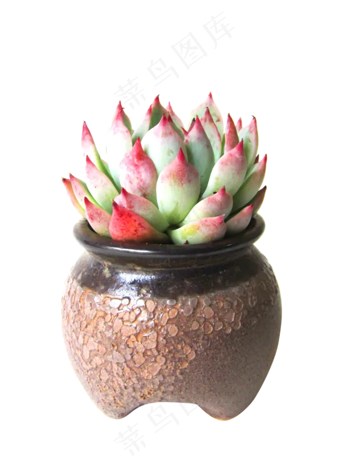 莲花多肉花瓶,免抠元素(3351*4469px 300 dpi )