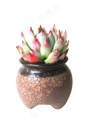 莲花多肉花瓶,免抠元素