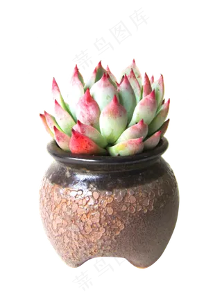 莲花多肉花瓶,免抠元素