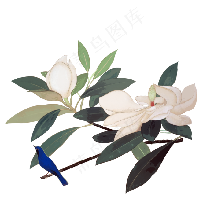 中国花水墨玉兰白色清新工笔写意,免抠元素