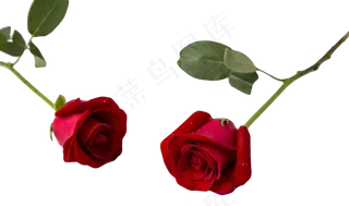 情意绵绵红玫瑰,免抠元素