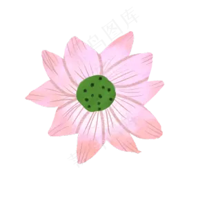 一朵荷花