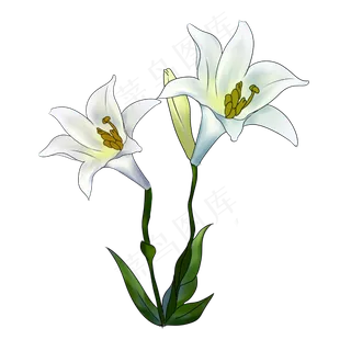 白色百合花开春天手绘装饰图案
