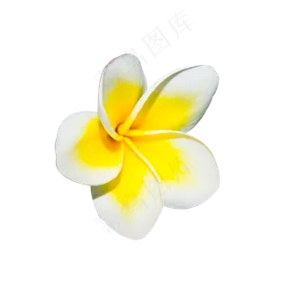 清新白色鸡蛋花,免抠元素