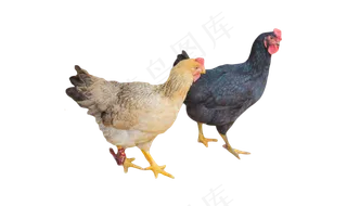 黑鸡和麻鸡两只母鸡,免抠元素