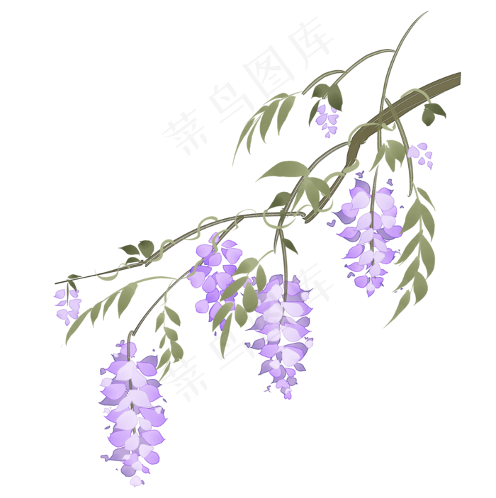 中国风手绘花卉紫藤萝(2470X2480(DPI:300))psd模版下载