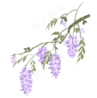 中国风手绘花卉紫藤萝