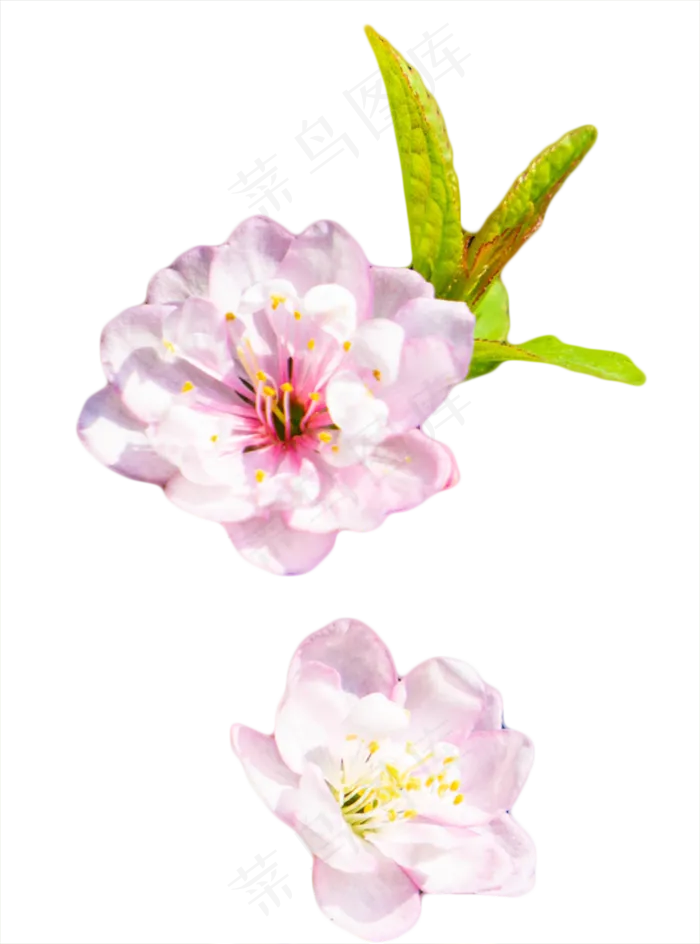 花朵绿叶,免抠元素(800X1079(DPI:300))psd模版下载