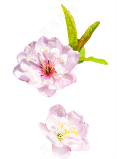 花朵绿叶,免抠元素