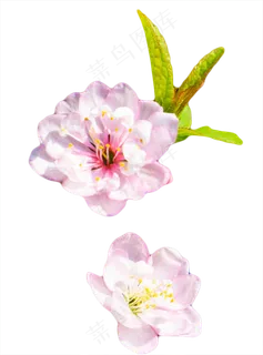 花朵绿叶,免抠元素 花朵绿叶,免抠元素