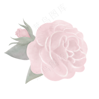 典雅手绘玫红色玫瑰花