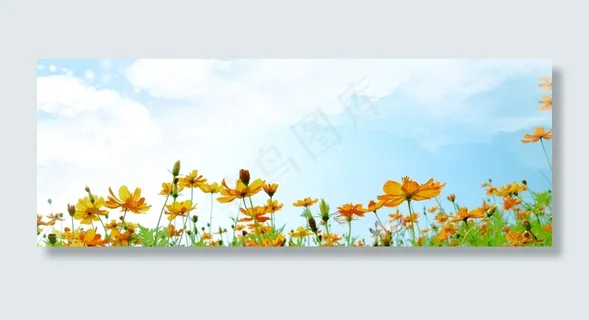 田野里盛开的花朵