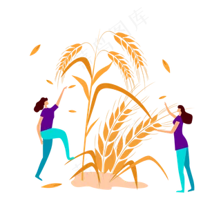 秋收芒种捡麦穗