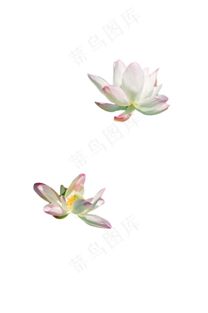 夏日荷花(1333X2000(DPI:300))psd模版下载