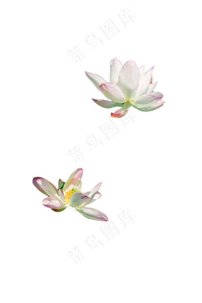 夏日荷花(1333X2000(DPI:300))psd模版下载