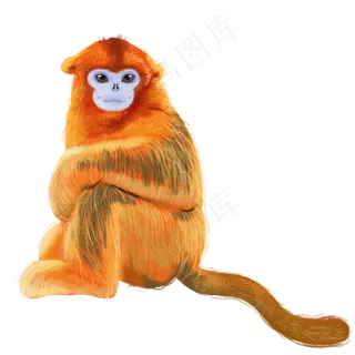 可爱金丝猴灵长类动物猴子,免抠元素