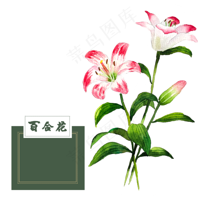 花类中草药水彩粉色水红百合花