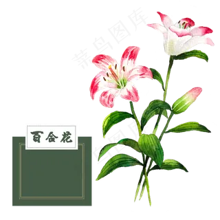 花类中草药水彩粉色水红百合花