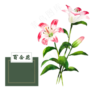 花类中草药水彩粉色水红百合花