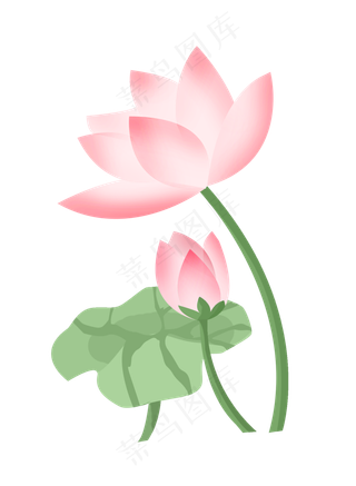 中国风手绘荷花