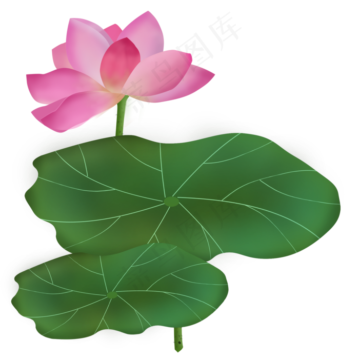 荷花荷叶水彩风