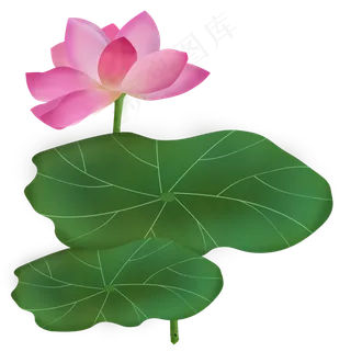 荷花荷叶水彩风