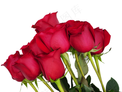 爱情红玫瑰