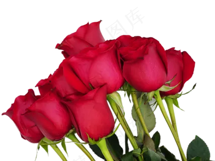 爱情红玫瑰