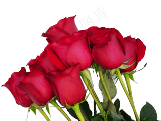 爱情红玫瑰