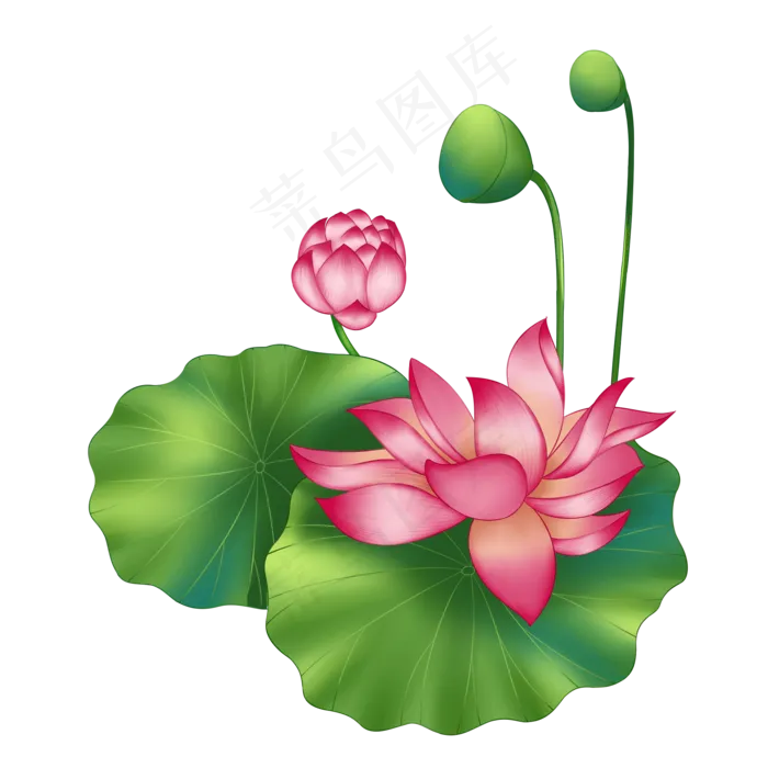 春季荷花莲花叶子莲蓬(2000X2000(DPI:300))psd模版下载