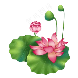 春季荷花莲花叶子莲蓬