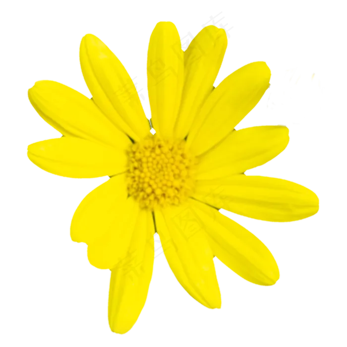黄色唯美好看的花朵