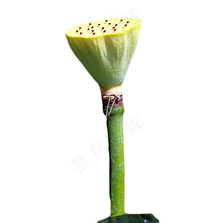 莲蓬莲子