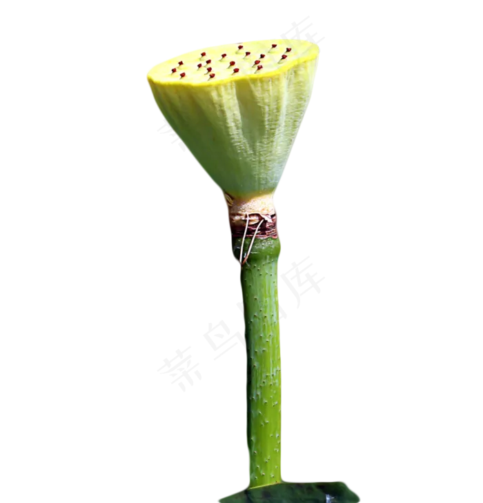 莲蓬莲子(1280X1333(DPI:72))psd模版下载