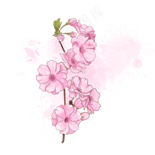 春季水彩粉色桃花花枝