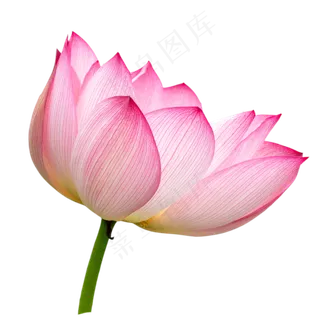 粉色荷花