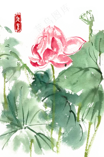 处暑映日荷花 处暑映日荷花