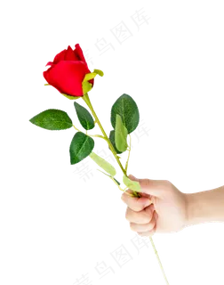 手持一朵红色玫瑰 手持一朵红色玫瑰