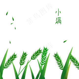 小满节气中国风纯手绘麦子,免抠元素