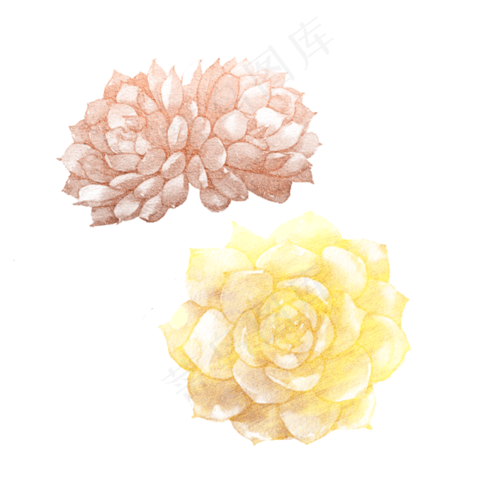 金色精致多肉植物石莲(2500X2500(DPI:300))psd模版下载