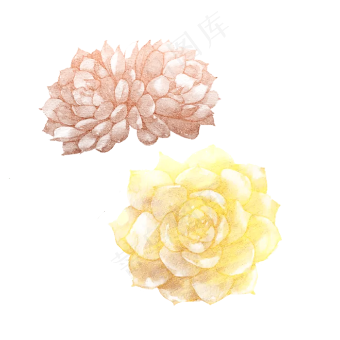 金色精致多肉植物石莲(2500X2500(DPI:300))psd模版下载