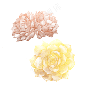 金色精致多肉植物石莲