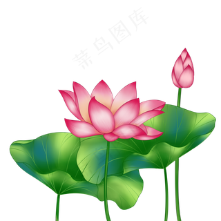 春季荷花莲花两莲花两叶子