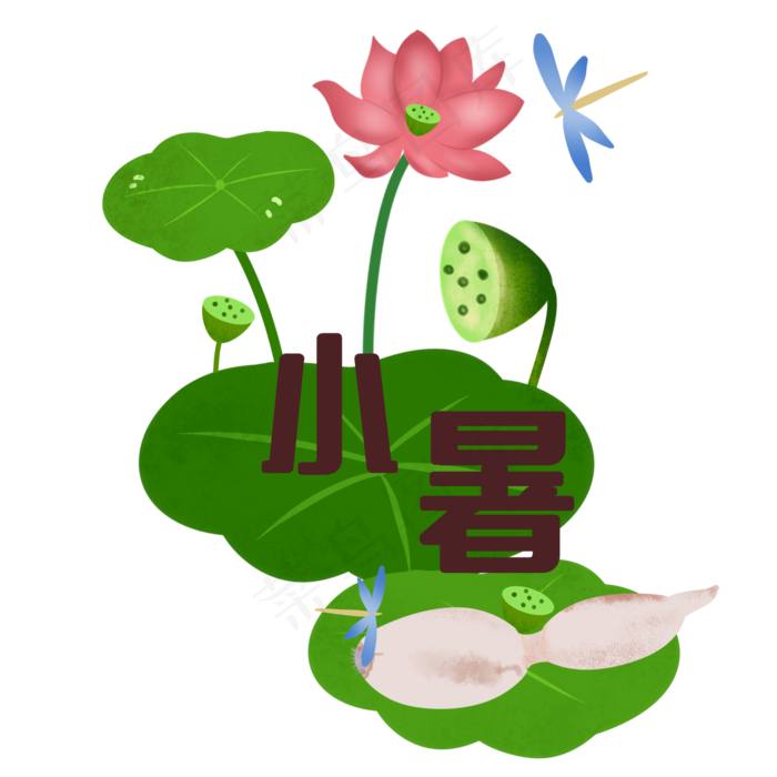 小暑荷花荷叶蜻蜓(2000X2000(DPI:299))psd模版下载